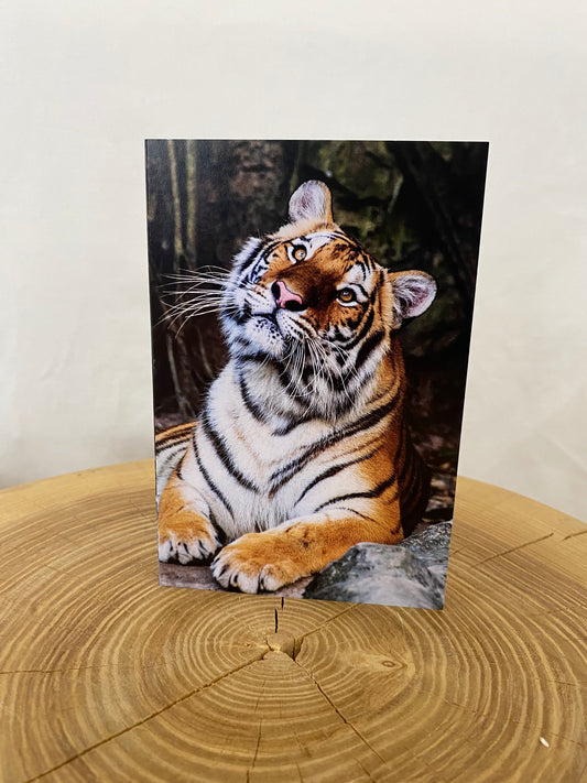  Greeting card - Tiger