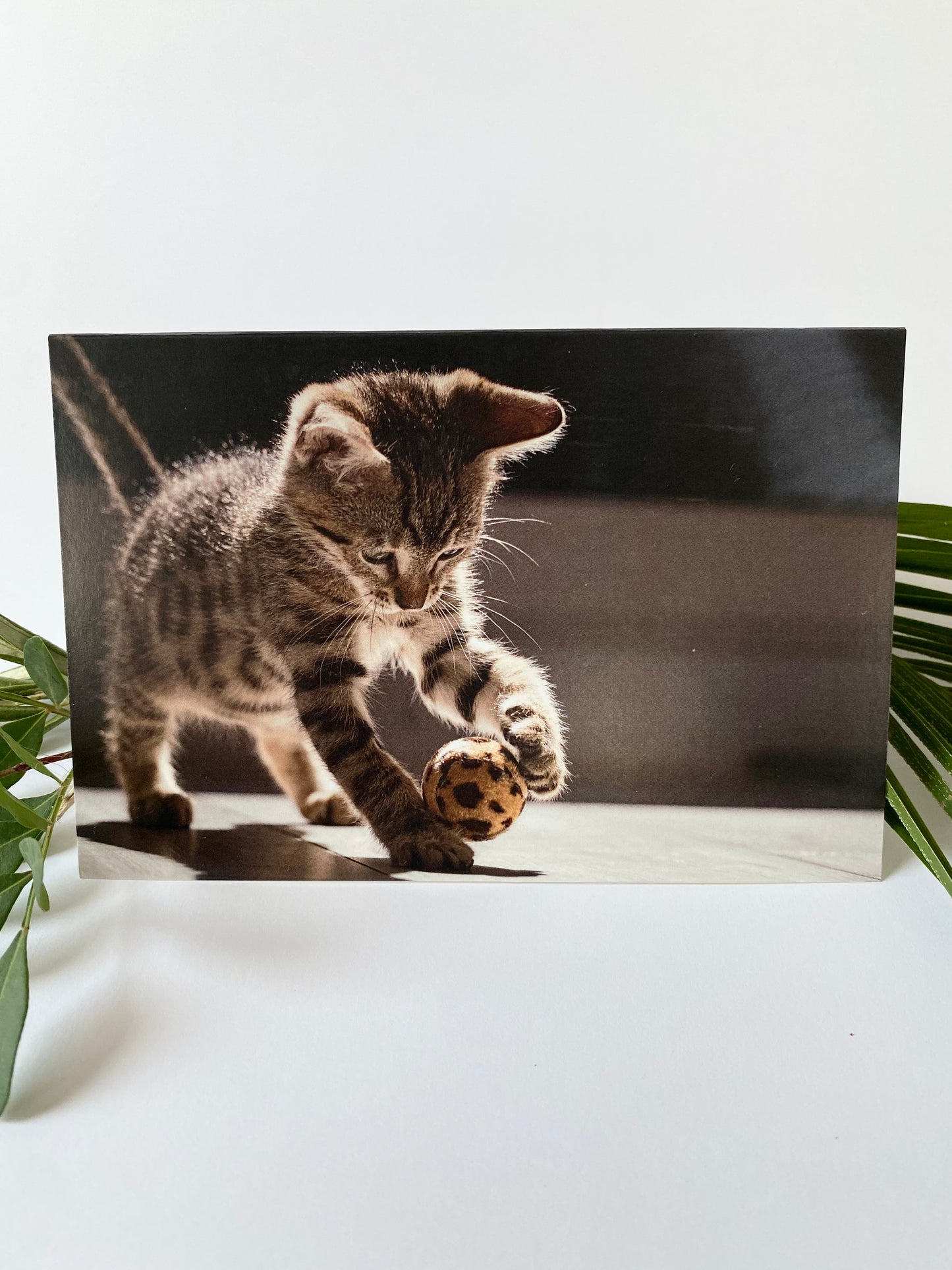Поздравительная открытка - Кошка